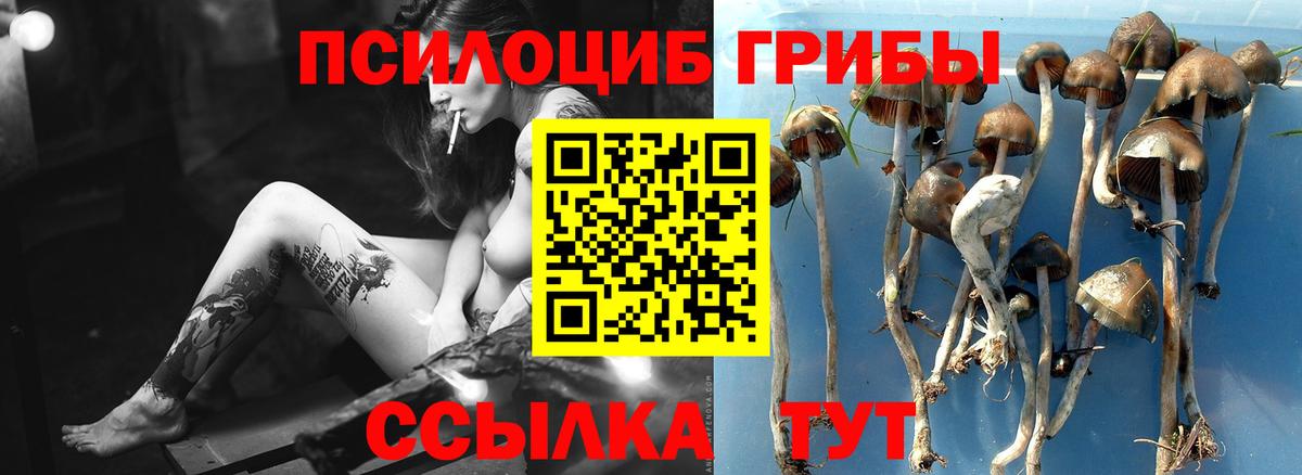 Галлюциногенные грибы Cubensis Димитровград
